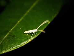 Stegommata sulfuratella