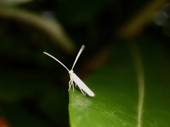 Stegommata sulfuratella