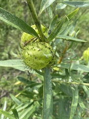Gomphocarpus fruticosus
