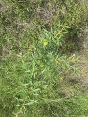Gomphocarpus fruticosus