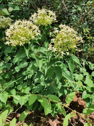Sand Tinderwood (Clerodendrum pleiosciadium)