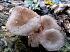 Trogia infundibuliformis