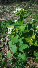 Alliaria petiolata