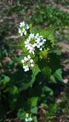 Alliaria petiolata