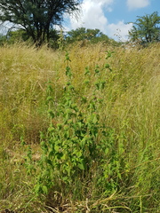 Leucas martinicensis