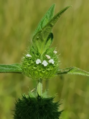 Leucas martinicensis