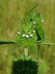 Leucas martinicensis