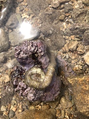 Thylacodes variabilis