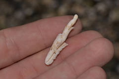 Marmorofusus nicobaricus