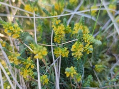 Thymelaea coridifolia