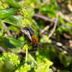 Andrena thoracica