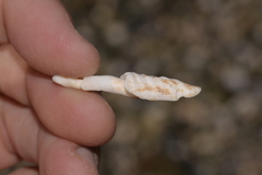 Marmorofusus nicobaricus