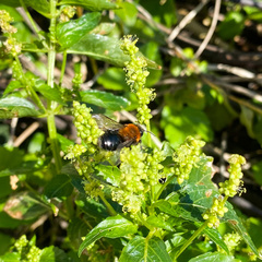 Andrena thoracica
