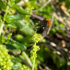 Andrena thoracica