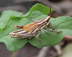 Dictyophorus griseus