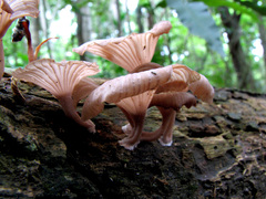 Trogia infundibuliformis