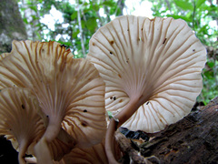 Trogia infundibuliformis