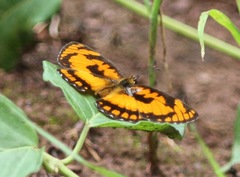 Byblia anvatara