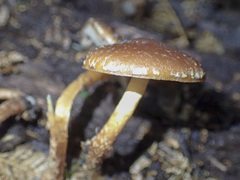 Hypholoma brunneum