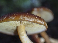Hypholoma brunneum