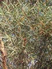 Eucalyptus spathulata spathulata