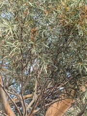 Eucalyptus spathulata spathulata