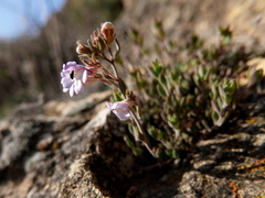 Chaenorhinum