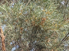 Eucalyptus spathulata spathulata