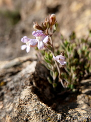 Chaenorhinum