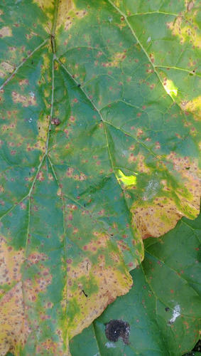 Puccinia tiritea image