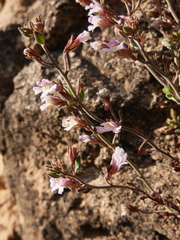 Chaenorhinum