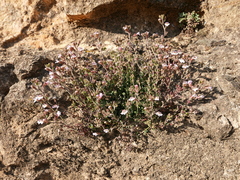 Chaenorhinum