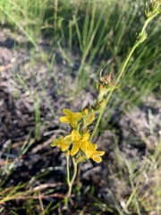 Goodenia stelligera