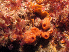 Amphilectus fucorum