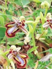 Ophrys speculum speculum