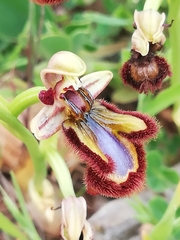 Ophrys speculum speculum