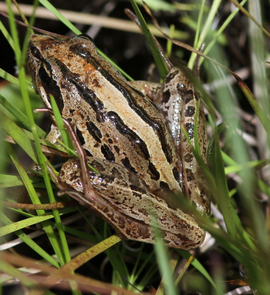 Mt. Meru Stream Frog