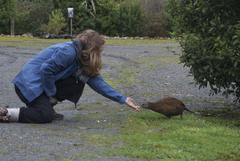 Gallirallus australis