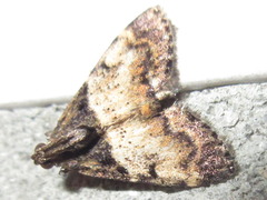 Lepidogma melanobasis