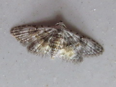 Araeopteron amoena