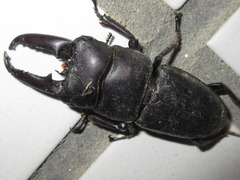 Serrognathus titanus castanicolor