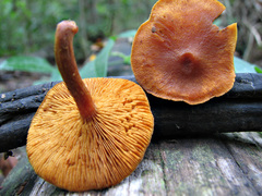 Gymnopilus ferruginosus