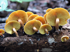Gymnopilus ferruginosus