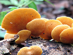 Gymnopilus ferruginosus