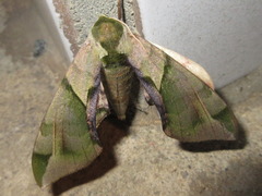 Callambulyx tatarinovii