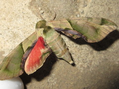 Callambulyx tatarinovii