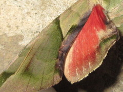 Callambulyx tatarinovii