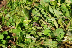 Lixomorphus algirus