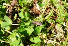 Lixomorphus algirus