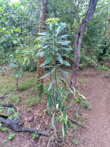 Euphorbia grantii image